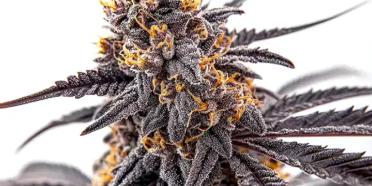 Donny Burger Seeds | Buy Donny Burger Feminized Seeds